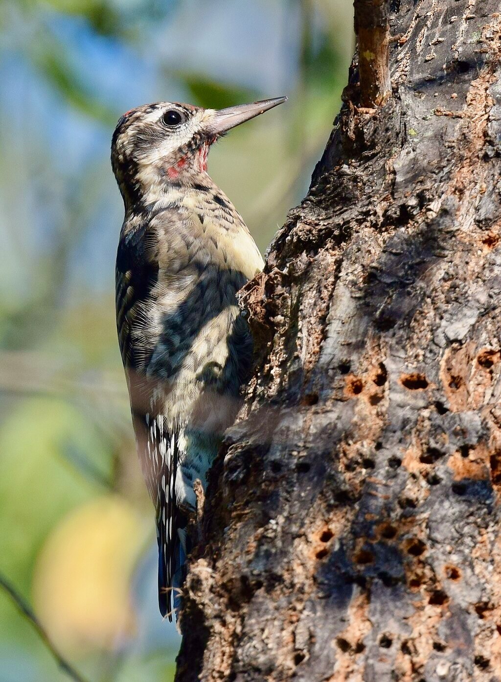 Yellow-bellied Sapsucker drill holes that attract Cape May Warbler by Andy Reago and Chrissy McClarren is licensed under CC BY 2.0.
